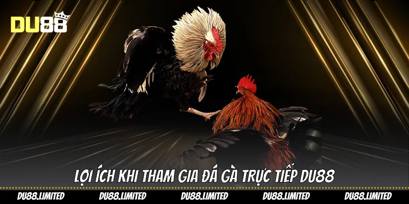 Đá Gà Trực Tiếp C1 Tại Du88 - Trải Nghiệm Chiến Kê Đỉnh Cao Lợi ích khi tham gia đá gà trực tiếp Du88